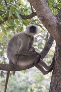 Southern southern plains gray langur