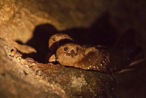 Oilbird