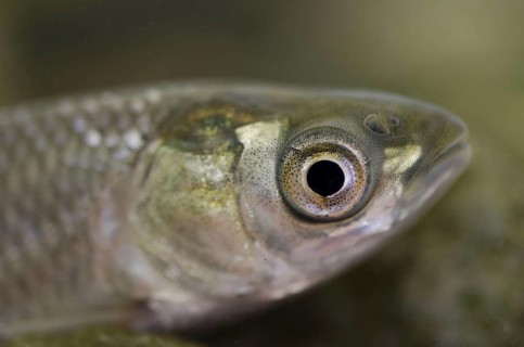 Grass Carp