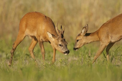 Western Roe Deer