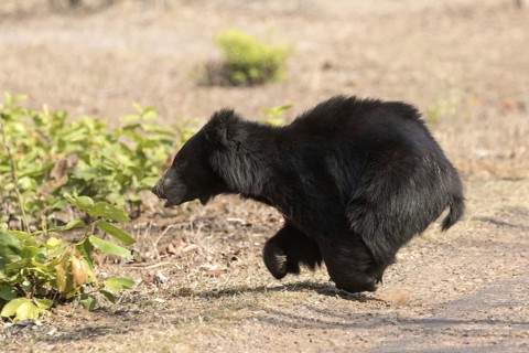 Ursus ursinus