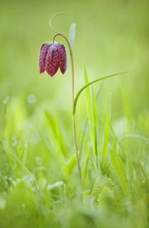Flowering snakehead fritillary