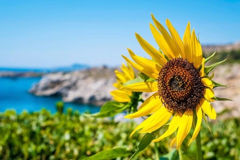Sunflower at sunrise
