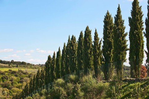 Mediterranean cypress