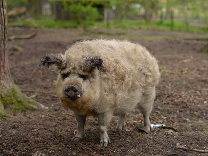 Mangalitsa woolly pig