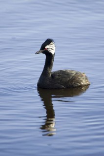 White-tufted grebe