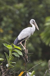 Silver Clawbill