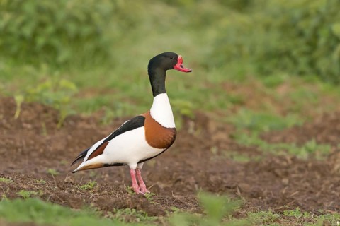 Common shelduck