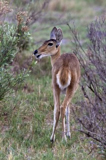 Large Reedbuck