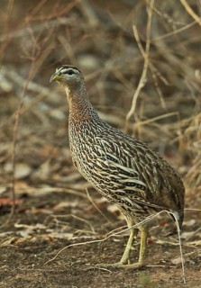 Double-spurred Francolin