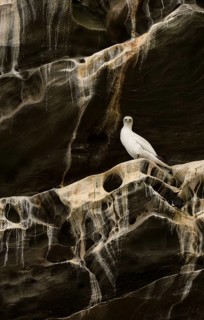 Northern Gannet