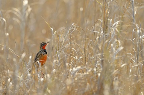 Pink-breasted Longclaw