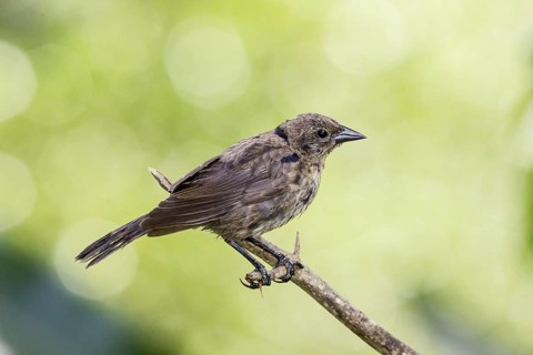 Silky Cowbird