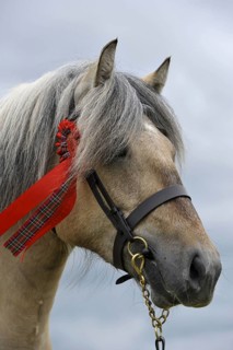 Highland pony