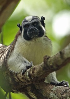 Geoffroy's Tamarin