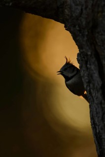 Crested tit