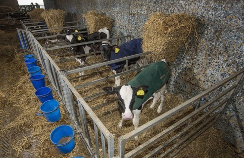 Domestic cattle