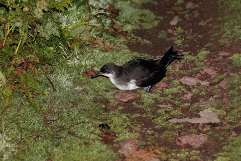 Adult manx shearwater