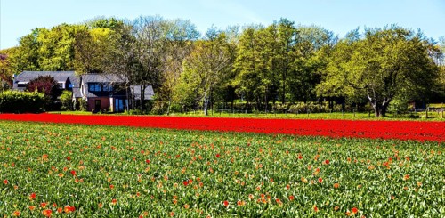 Flowering tulip fields