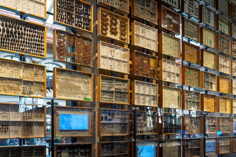 Ausschnitt der Insektensammlung