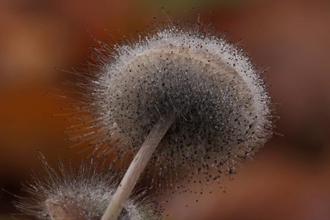 Bleeding fairy helmet