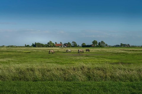 Meadows