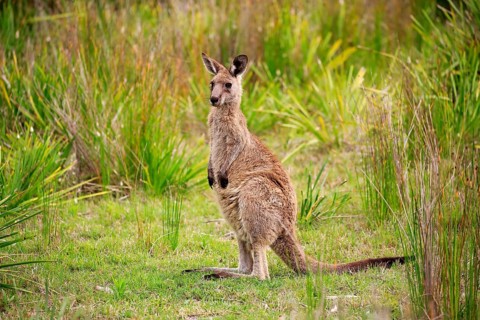 Eastern grey kangaroo