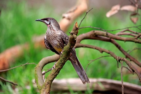 Red Wattlebird