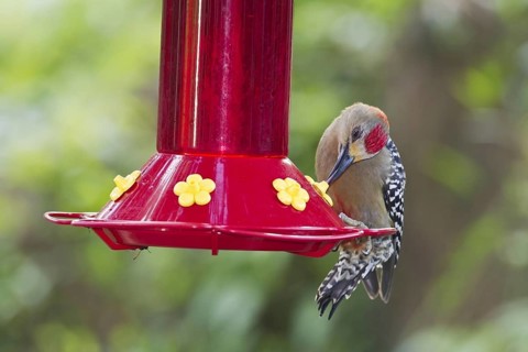 Red-crowned woodpecker