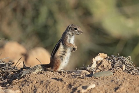 Barbary Ground Squirrel