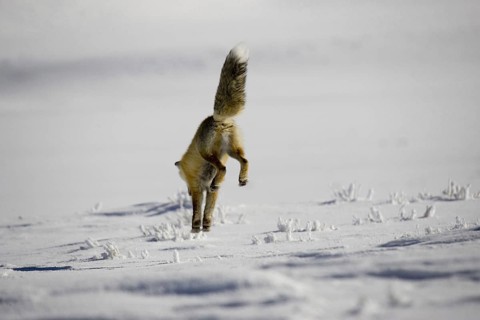 American red fox