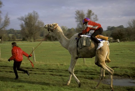 Dromedary