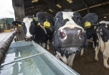 Holstein cattle