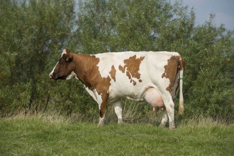 Dutch Red Bovine