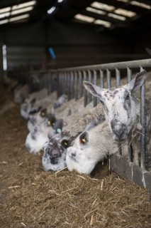 Domestic sheep