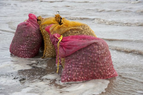 Bags of harvested cockles after picking from cockle beds
