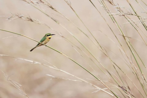 Lesser bee-eater