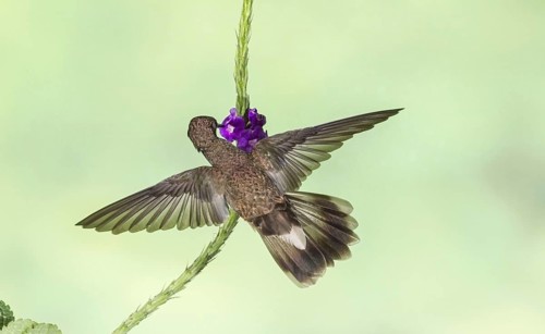 Brown violetear