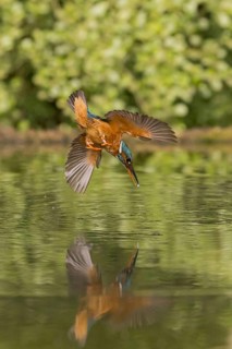 Common Kingfisher