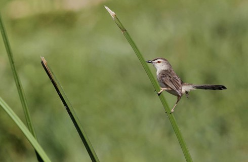 Plain Prinia