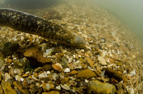 Sea Lamprey