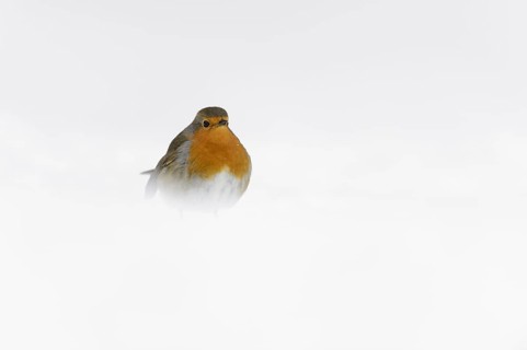 European Robin
