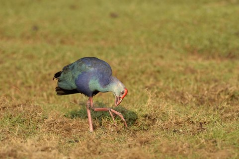 Grey-headed Swamphen