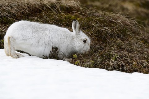 Mountain Hare