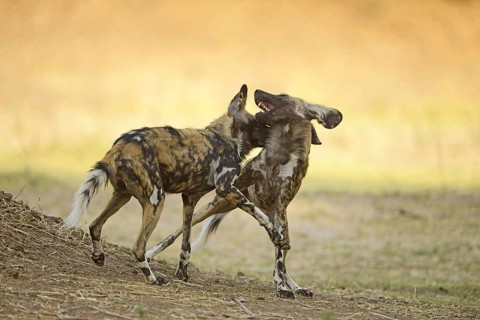 African Wild Dog