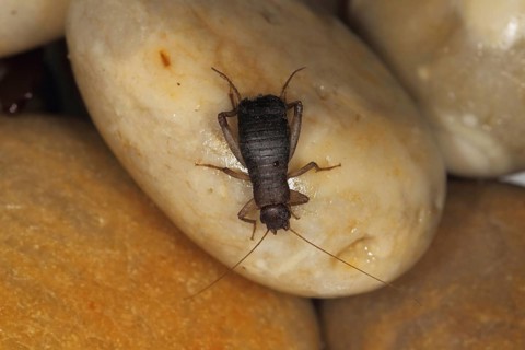 Scaly Cricket