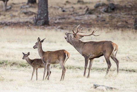 Red deer