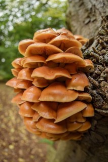 Fruiting body of flammulina