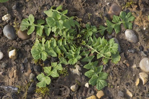 Leaf rosette of shepherd's purse