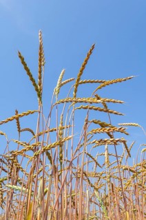 Grain ears